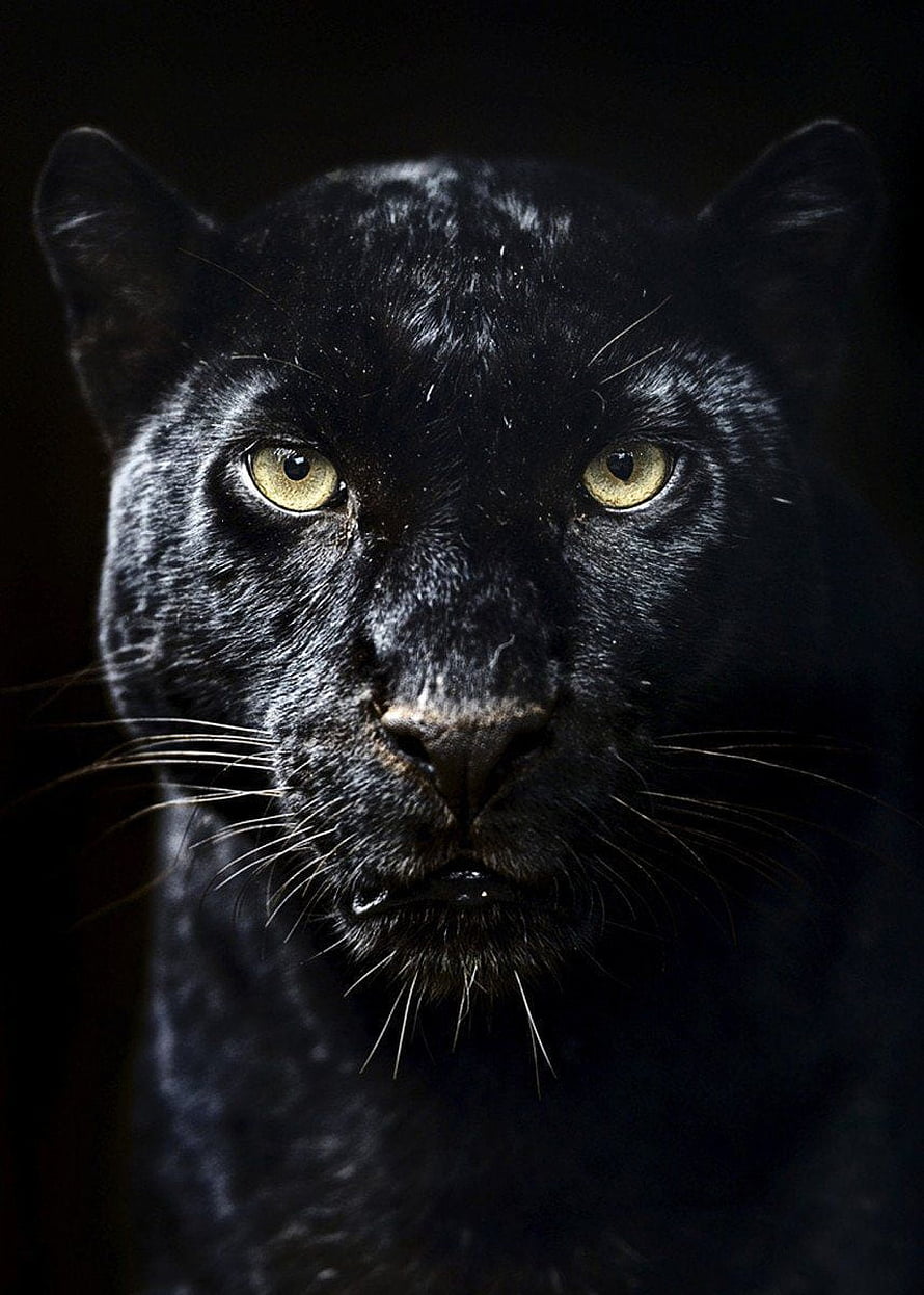 Dramatic Close-Up Portrait of a Black Jaguar with Intense Yellow Eyes HD phone wallpaper