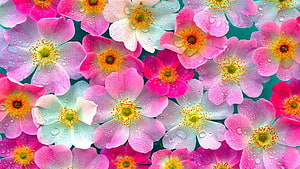 Vibrant Pink and White Wildflowers with Dew Drops on Teal Background HD wallpaper