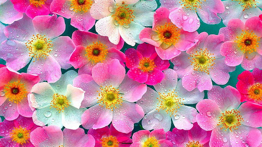 Vibrant Pink and White Wildflowers with Dew Drops on Teal Background HD wallpaper