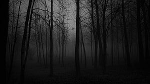 Dark and Foggy Forest Scene with Bare Trees in Misty Twilight Atmosphere HD wallpaper