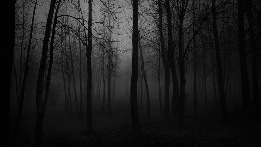 Dark and Foggy Forest Scene with Bare Trees in Misty Twilight Atmosphere HD wallpaper