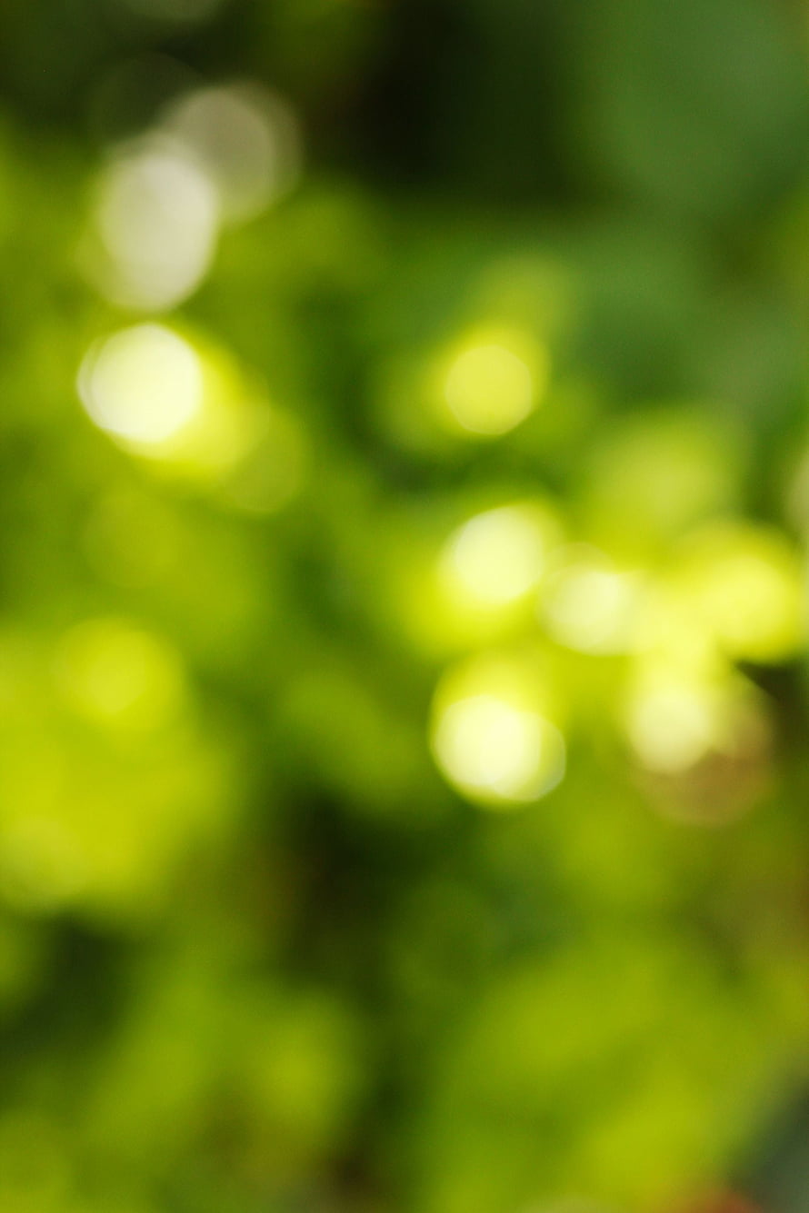 Abstract Green Bokeh Background With Soft Light Circles HD phone wallpaper