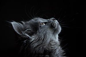 Fluffy Grey Kitten Looking Up in Profile Against a Dark Black Background HD wallpaper