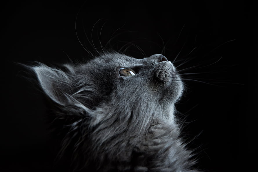 Fluffy Grey Kitten Looking Up in Profile Against a Dark Black Background HD wallpaper