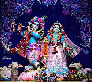 ISKCON Temple Altar Featuring Krishna and Radha Deities with Ornate Floral Decorations HD wallpaper