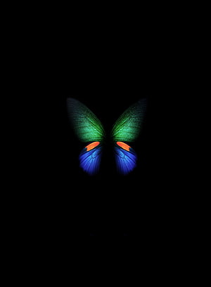 Vibrant Green and Blue Butterfly Wings Against a Dark Background HD phone wallpaper