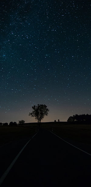 Starry Night Sky Over a Dark Country Road with Silhouetted Trees HD phone wallpaper