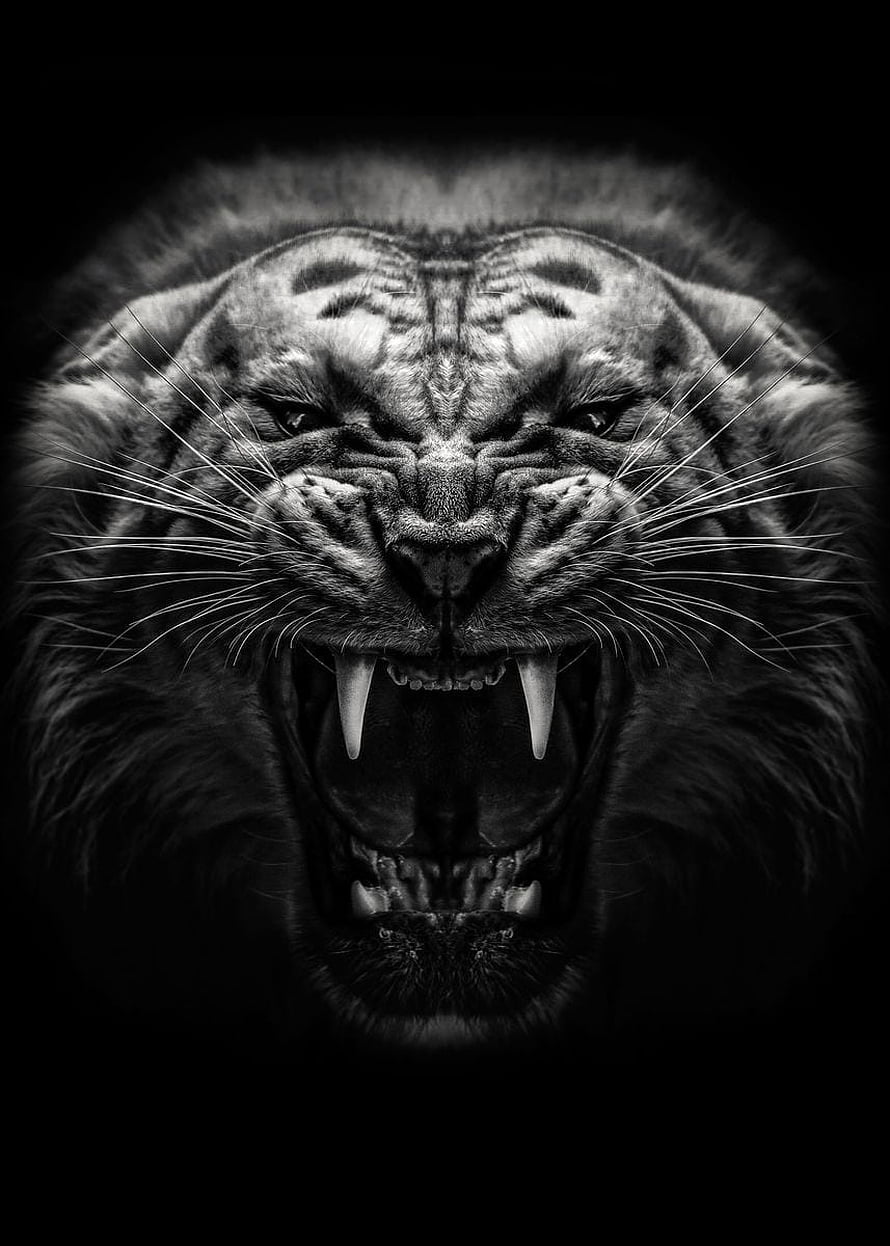 Fierce roaring tiger face in dramatic black and white high contrast portrait HD phone wallpaper