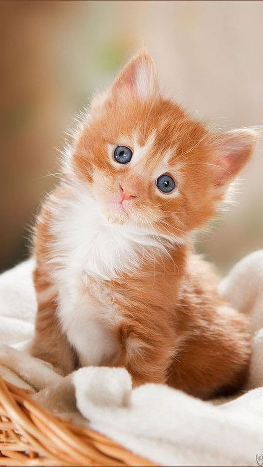 Adorable Orange Tabby Kitten with Blue Eyes Sitting in a Wicker Basket HD phone wallpaper