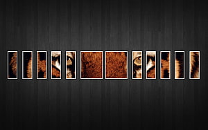 Multi-panel Canvas Artwork Featuring A Close-up Of A Lion's Face On A Dark Wood Wall HD wallpaper
