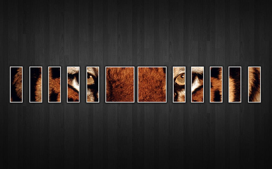 Multi-panel Canvas Artwork Featuring A Close-up Of A Lion's Face On A Dark Wood Wall HD wallpaper