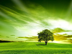 Lone Tree in Vibrant Green Field Under Dramatic Sky HD wallpaper