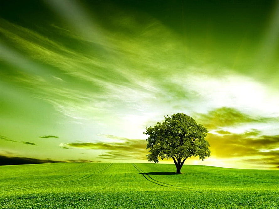 Lone Tree in Vibrant Green Field Under Dramatic Sky HD wallpaper