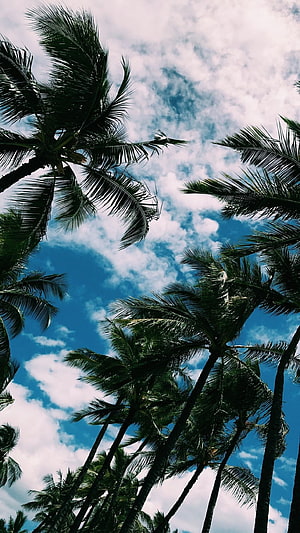 Tropical Palm Trees Silhouetted Against a Bright Blue Sky with Scattered Clouds HD phone wallpaper