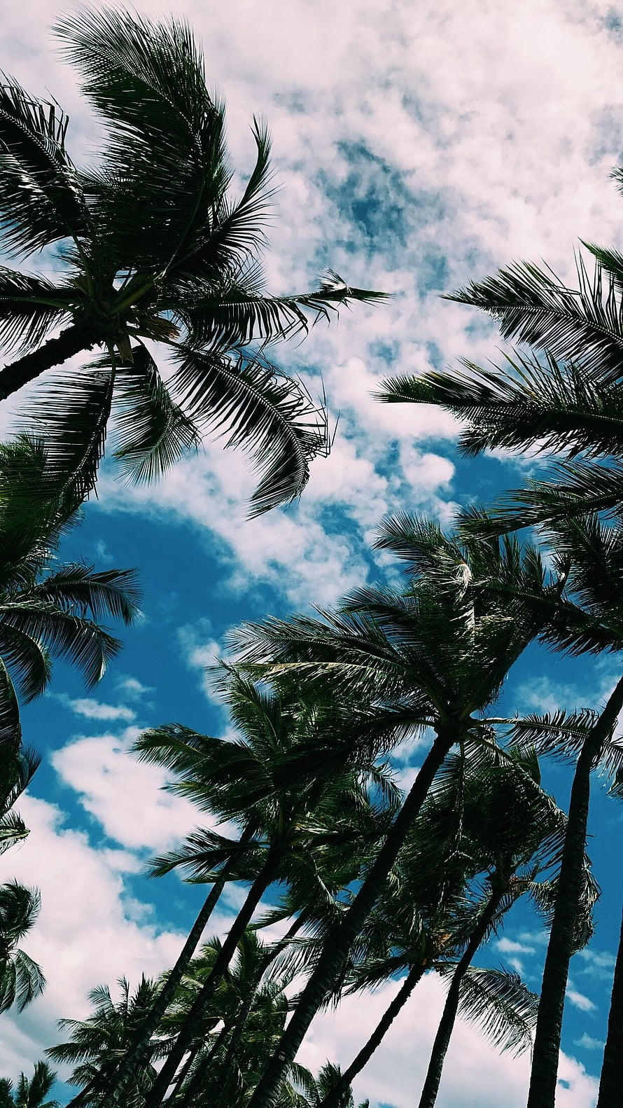 Tropical Palm Trees Silhouetted Against a Bright Blue Sky with Scattered Clouds HD phone wallpaper