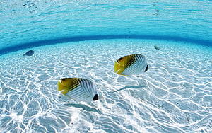 Two butterflyfish swimming over a white sandy seabed in clear turquoise ocean water HD wallpaper