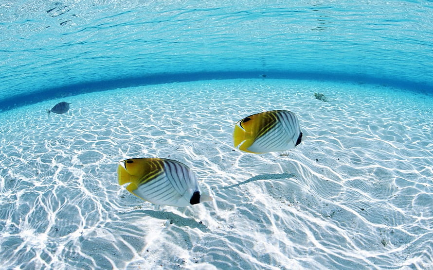 Two butterflyfish swimming over a white sandy seabed in clear turquoise ocean water HD wallpaper