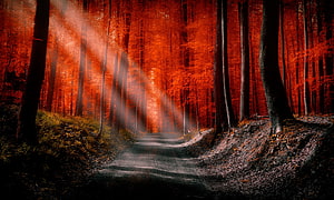 Sunbeams piercing through a misty autumn forest path with vibrant red foliage HD wallpaper