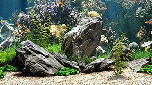 Vibrant Underwater Coral Reef Aquarium With Rocks and Tropical Fish HD wallpaper
