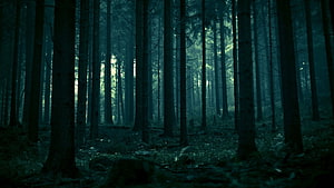 Dark and Mysterious Forest with Tall Pine Trees and Misty Atmosphere HD wallpaper