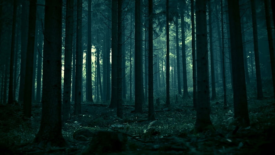 Dark and Mysterious Forest with Tall Pine Trees and Misty Atmosphere HD wallpaper