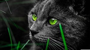 Close-up of a black cat with striking green eyes sitting in grass HD wallpaper