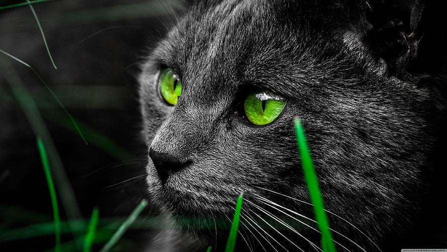 Close-up of a black cat with striking green eyes sitting in grass HD wallpaper
