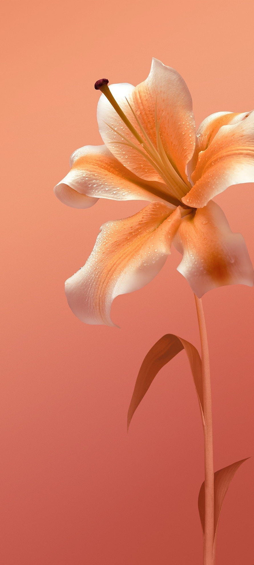 Orange Lily Flower With Water Droplets On A Soft Peach Background HD phone wallpaper
