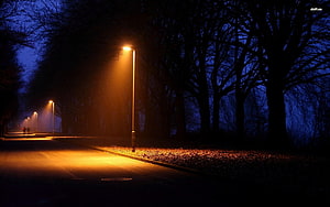Atmospheric Night Street Scene With Glowing Orange Streetlights And Dark Trees HD wallpaper