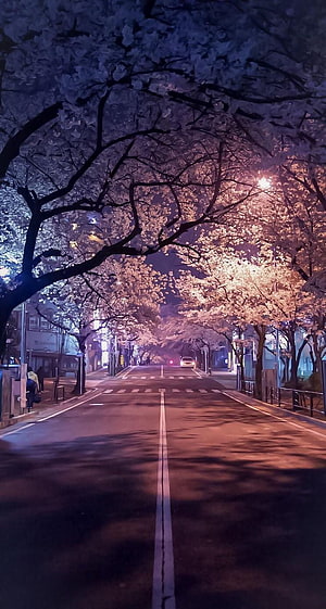 Illuminated Japanese Cherry Blossom Street at Night with Soft Pink and Purple Hues HD phone wallpaper