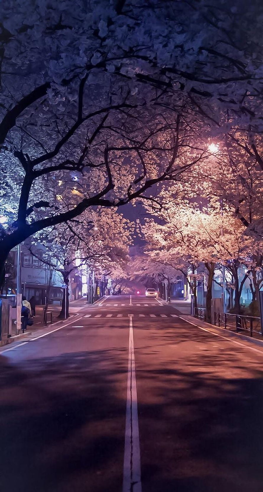 Illuminated Japanese Cherry Blossom Street at Night with Soft Pink and Purple Hues HD phone wallpaper