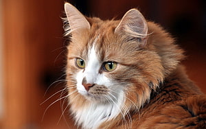 Close-up portrait of a fluffy orange and white cat with green eyes and long whiskers HD wallpaper