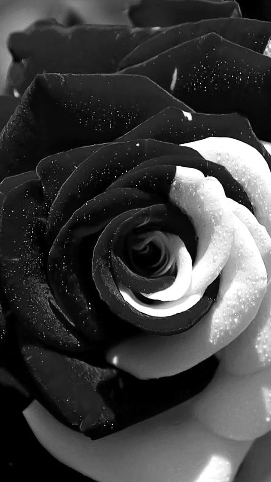 Monochrome Close-Up of a Black Rose with Dew Drops and High Contrast Petals HD phone wallpaper