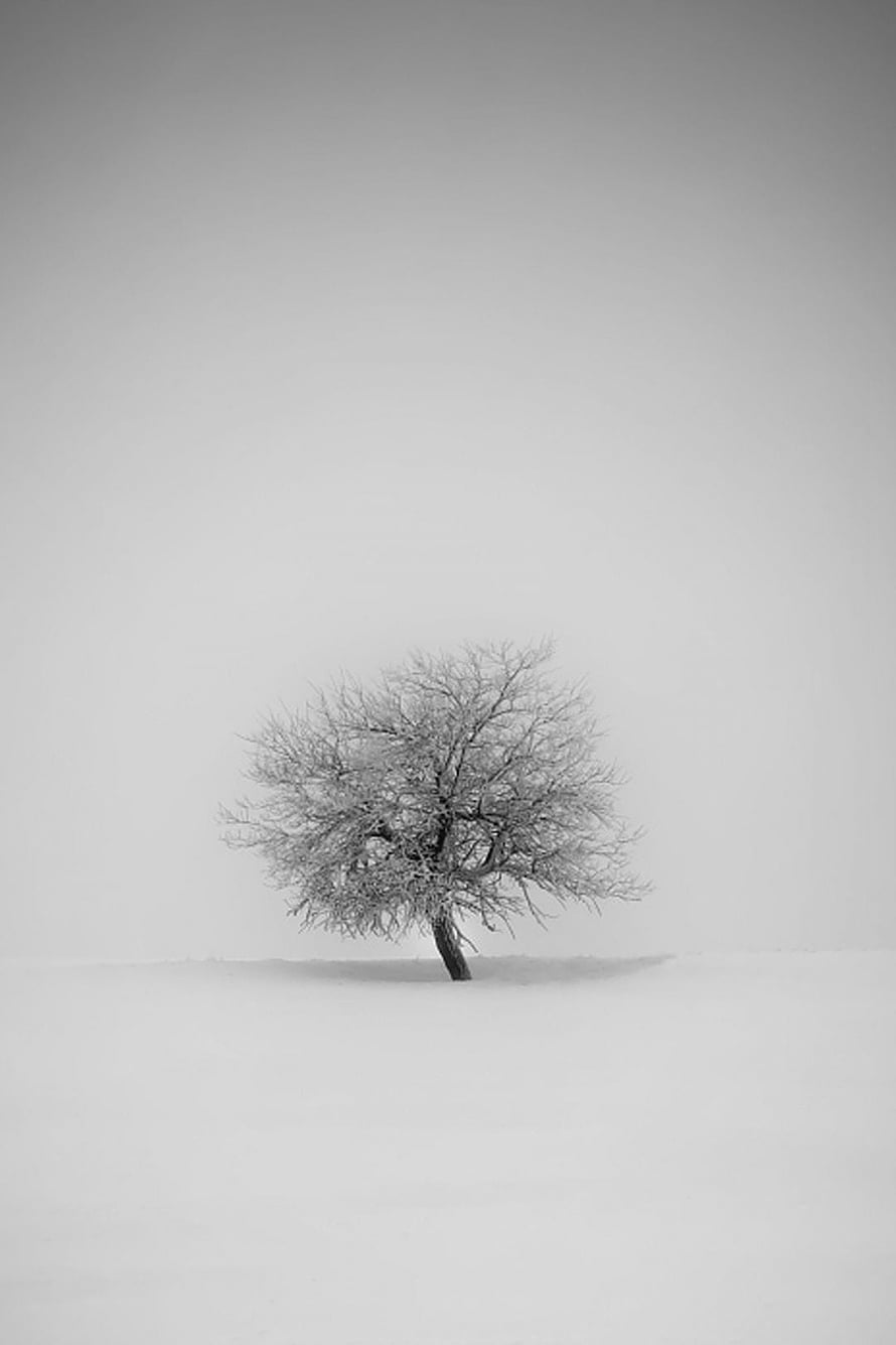 Solitary Frost-Covered Tree in a Vast Snowy Winter Landscape HD phone wallpaper