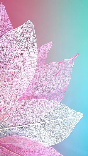 Translucent Leaf Veins on Pastel Pink and Teal Gradient Background HD phone wallpaper
