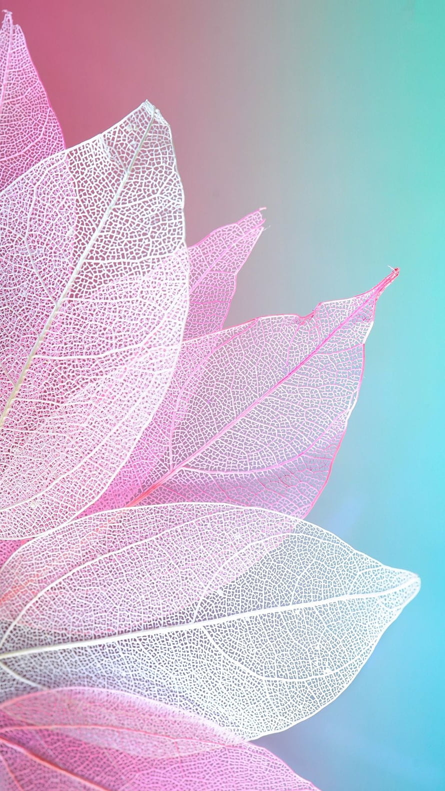 Translucent Leaf Veins on Pastel Pink and Teal Gradient Background HD phone wallpaper