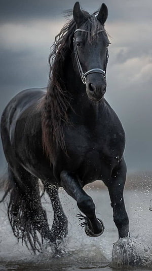 Majestic black horse galloping through shallow water with dramatic splashes and flowing mane, Black Horse, Balck, black HD phone wallpaper