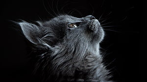 Portrait of a Fluffy Gray Kitten Looking Up Against a Dark Background HD wallpaper