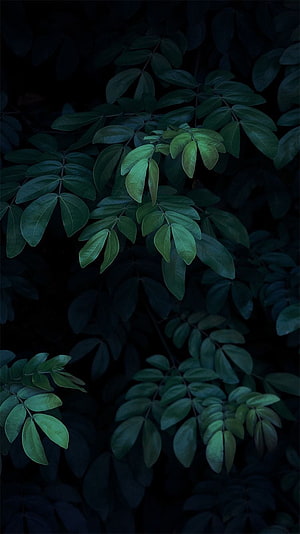 Dark Green Leaves in Low Light with Deep Shadows and Moody Atmosphere HD phone wallpaper