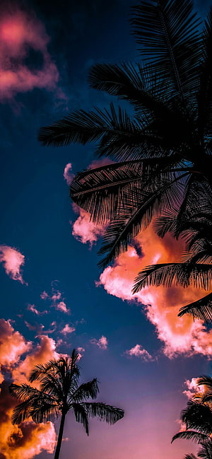 Miami Pink Sky with Silhouetted Palm Trees at Sunset HD phone wallpaper