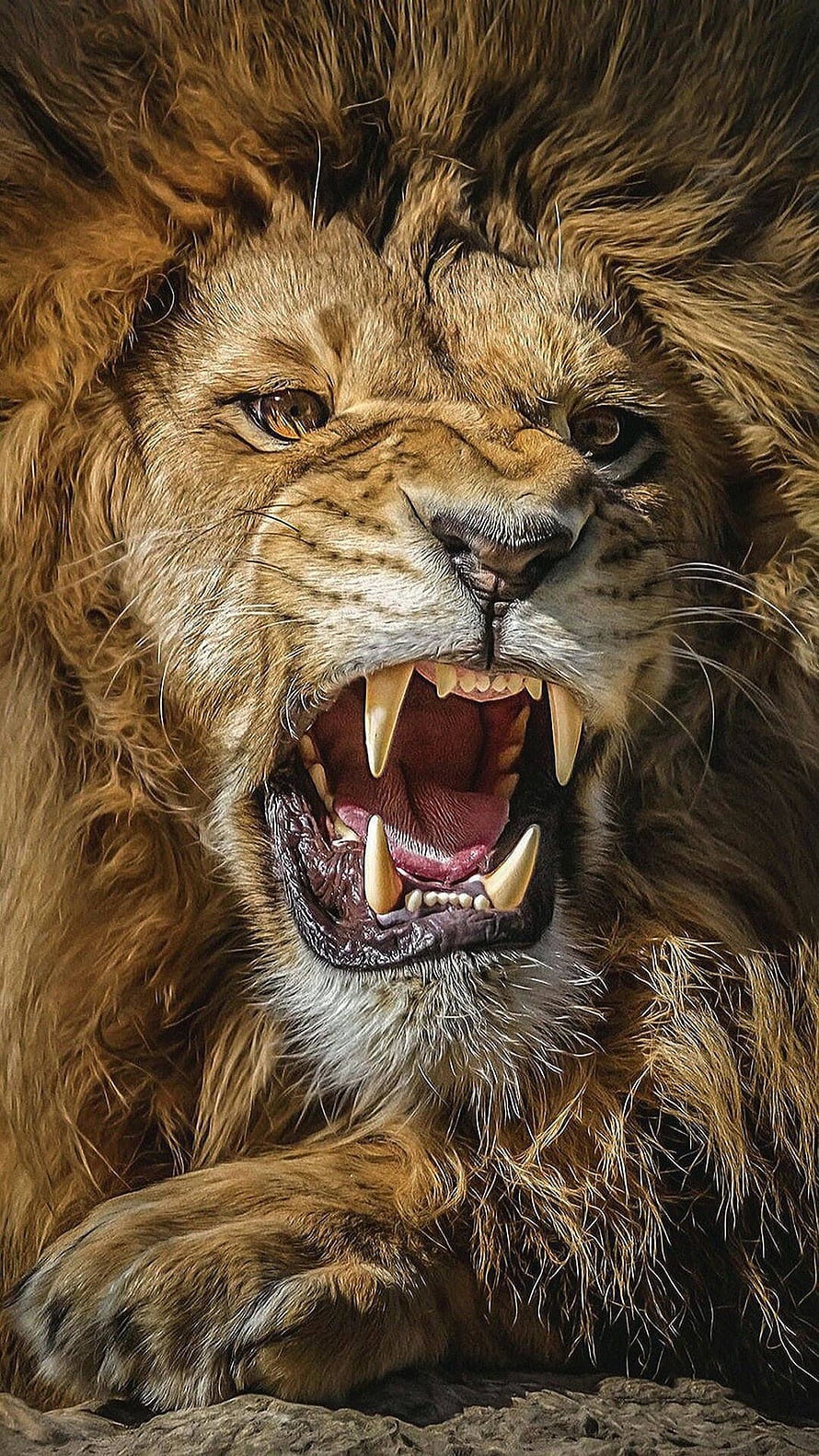 Majestic Male Lion Roaring Close-Up Portrait With Sharp Fangs And Thick Mane, Roaring Lion, Lion Roaring Ultra HD phone wallpaper