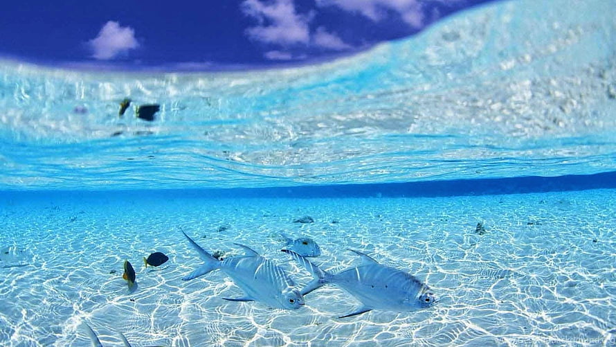 Underwater Split View of Silver Fish Swimming in Crystal Clear Tropical Ocean Water HD wallpaper