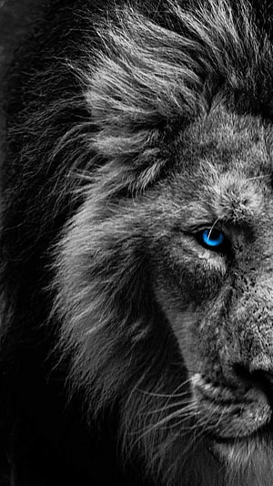 Majestic Lion Portrait With Striking Blue Eye In Black And White HD phone wallpaper