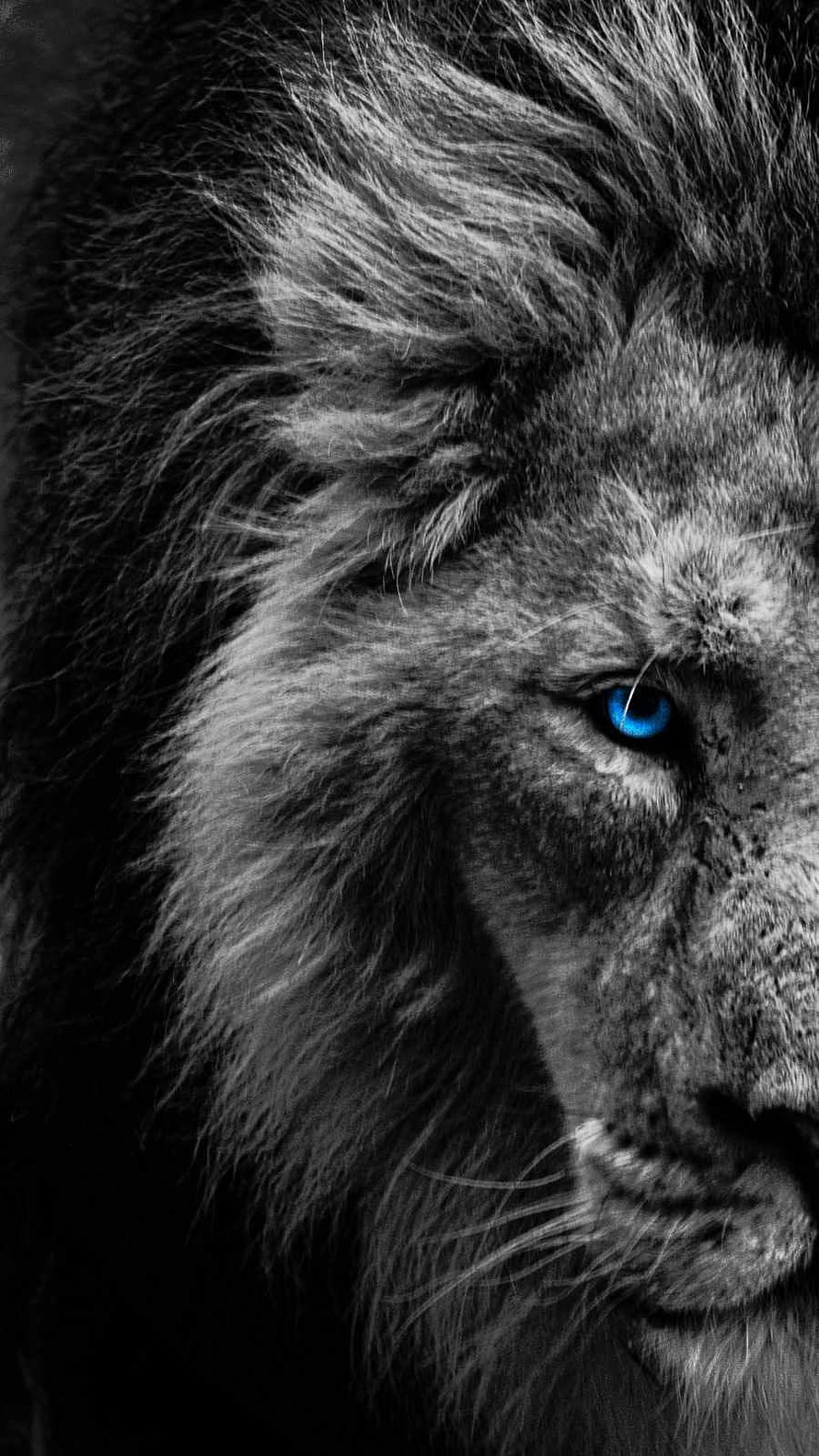 Majestic Lion Portrait With Striking Blue Eye In Black And White HD phone wallpaper