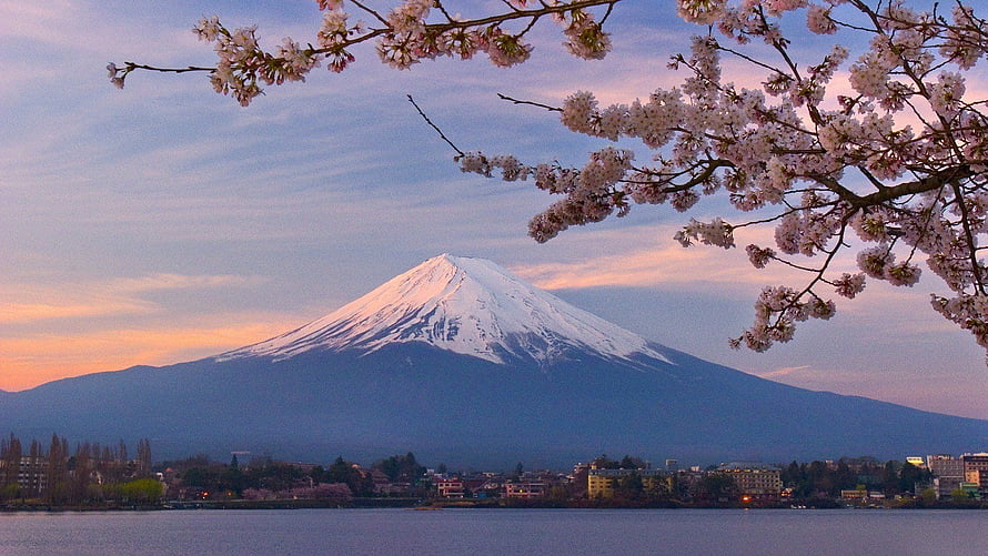 Mount Fuji at sunset framed by cherry blossom branches over a calm lake HD wallpaper