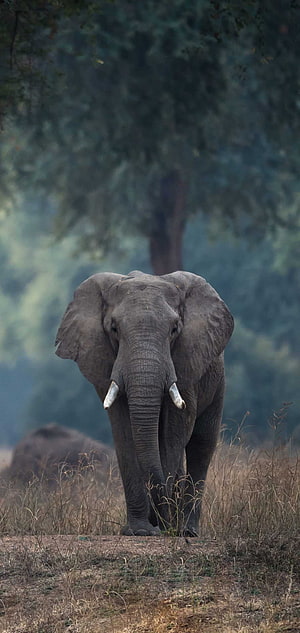 Majestic African Elephant Walking Through Dry Savanna Grassland HD phone wallpaper