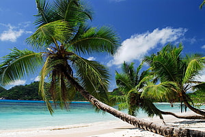 Tropical Paradise Beach with Leaning Palm Trees and Turquoise Ocean HD wallpaper