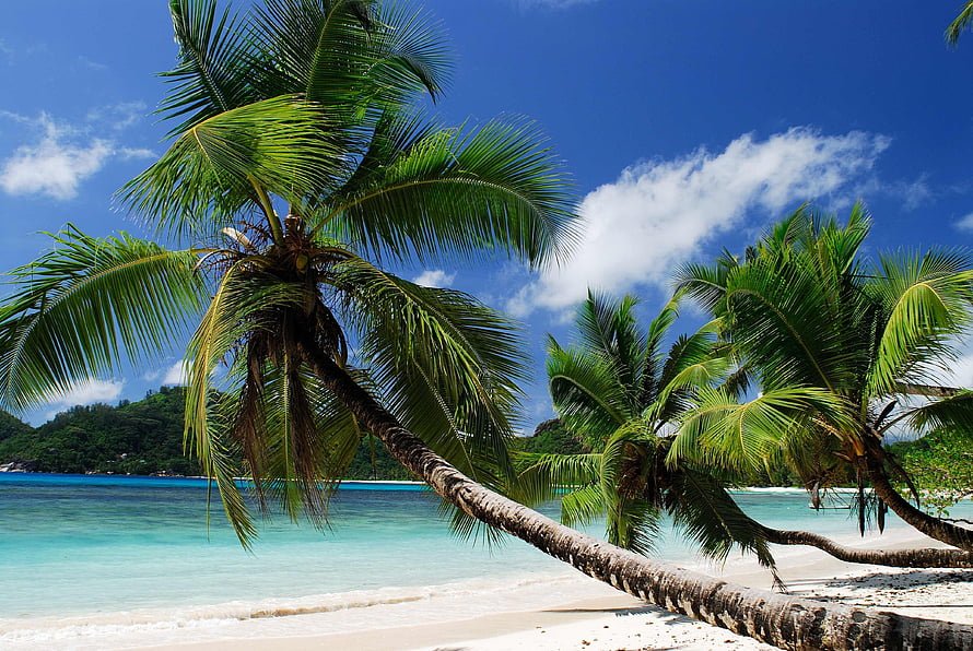 Tropical Paradise Beach with Leaning Palm Trees and Turquoise Ocean HD wallpaper