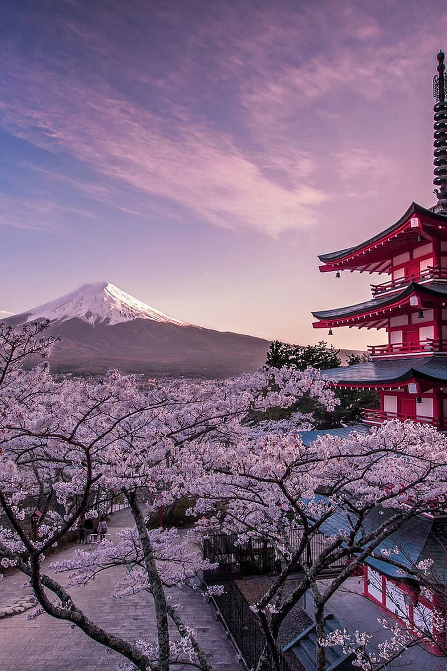 Mount Fuji and Chureito Pagoda Framed by Cherry Blossoms at Dawn HD phone wallpaper