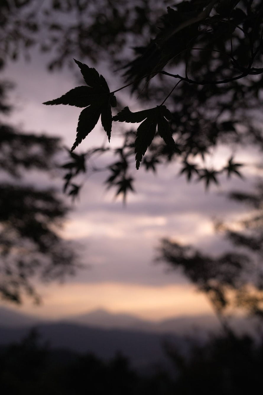Silhouette of maple leaves against a twilight sky with distant mountains HD phone wallpaper